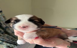 Tibetan Terrier dogs for sale: Gold Sable & White Tibetan Terrier Girl - Image 11