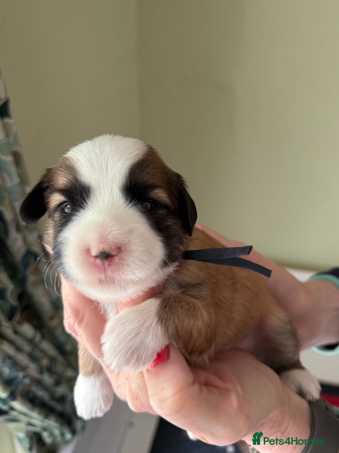 Tibetan Terrier dogs for sale: Gold Sable & White Tibetan Terrier Girl - Image 11