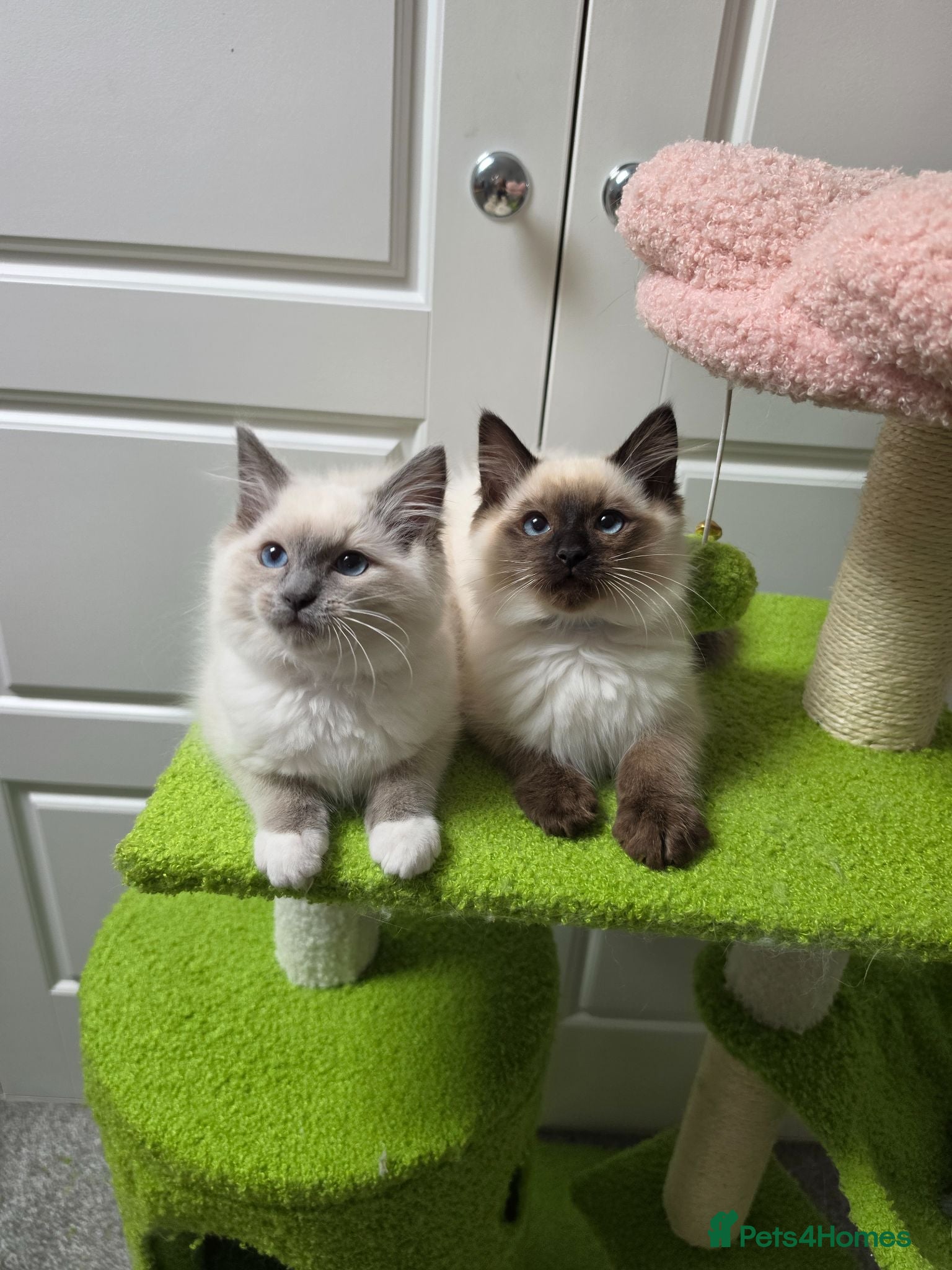 Ragdoll cats GCCF registered stunning girls available!  - Advert 10