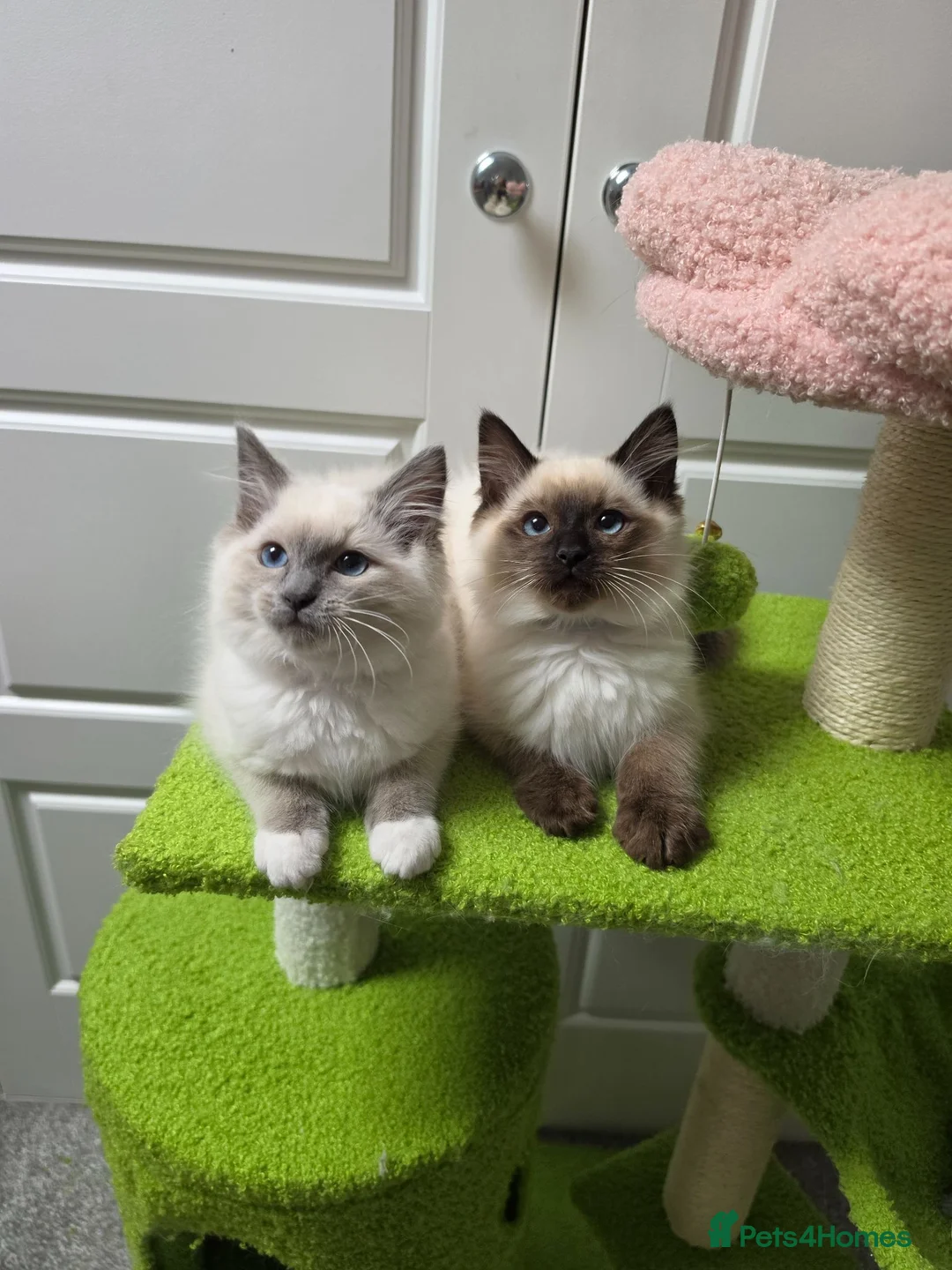Ragdoll cats for sale: GCCF registered stunning girls available!  - Advert 1