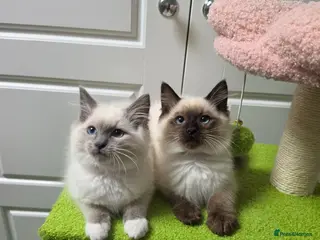 Ragdoll cats GCCF registered stunning girls available! - Advert 10