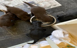 Flat coated Retriever dogs for sale: FLATCOATED RETRIEVER PUPPYS  - Image 5