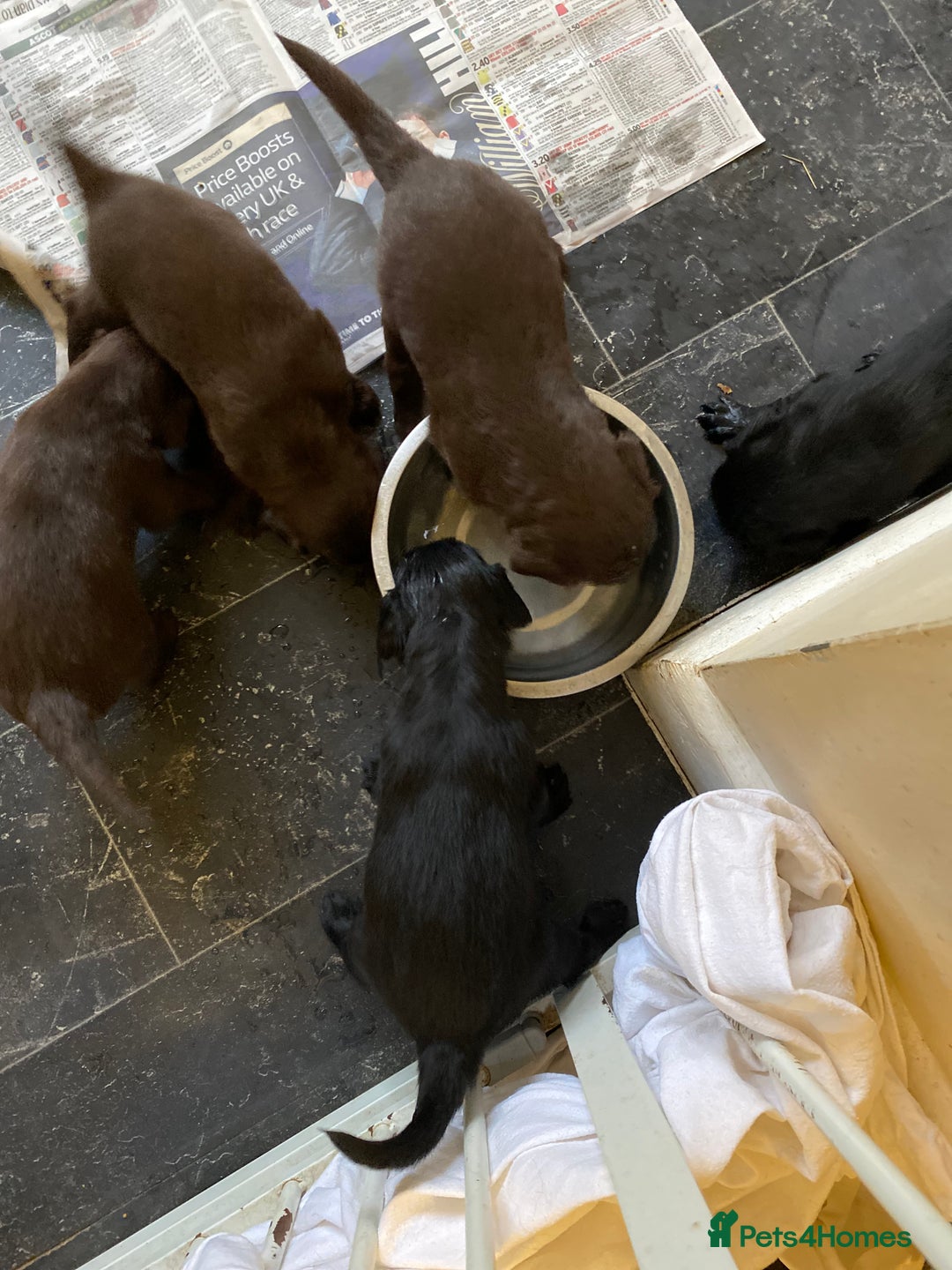 Flat coated Retriever dogs for sale: FLATCOATED RETRIEVER PUPPYS  - Image 5