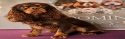 Cavalier King Charles Spaniel dogs for stud: Chocolate and Tan Cavalier king charles spaniels  - Advert 3