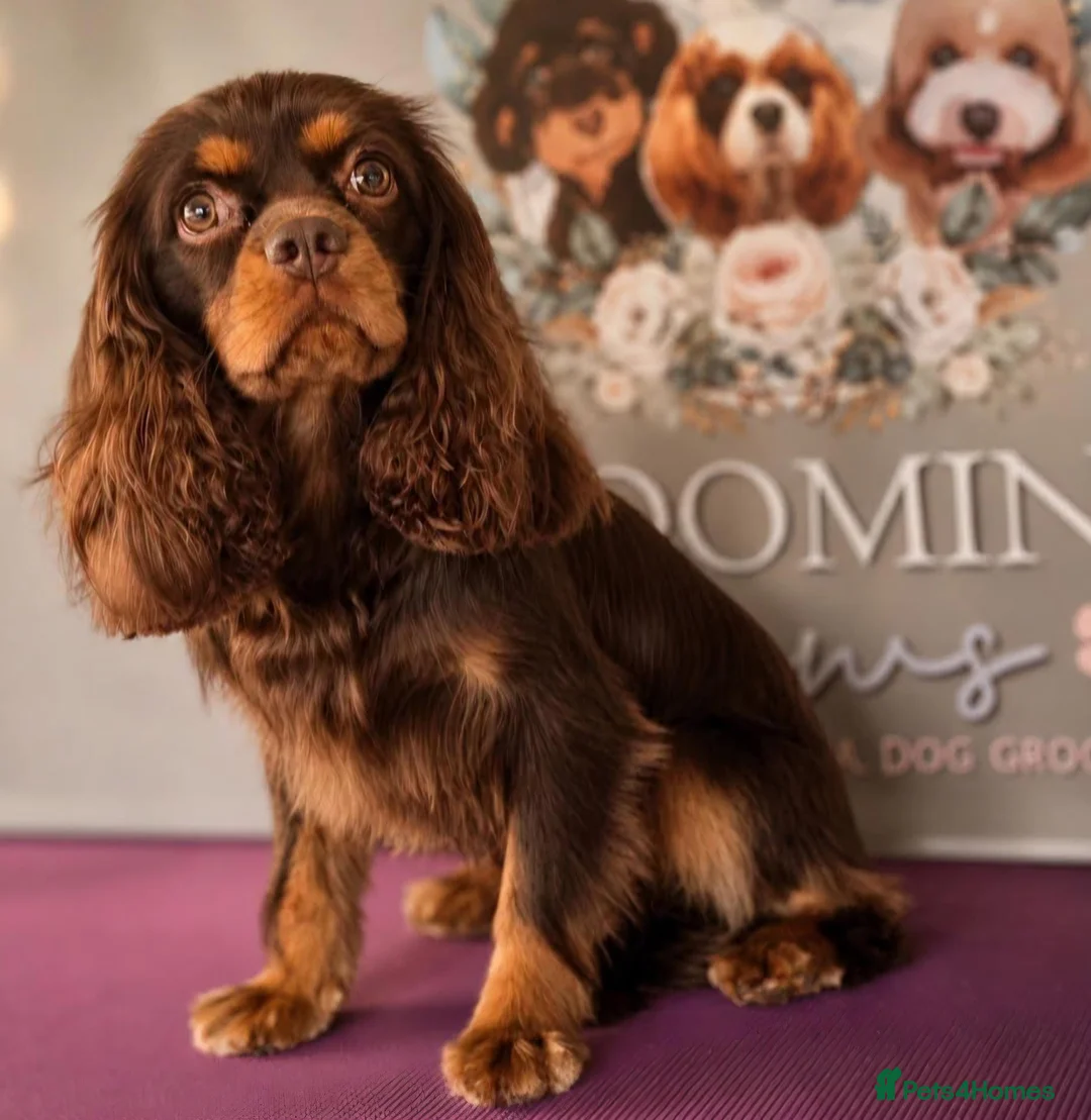 Cavalier King Charles Spaniel dogs for stud: Chocolate and Tan Cavalier king charles spaniels  - Advert 3