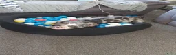 American Bully dogs for sale: Pocket bully  - Advert 13