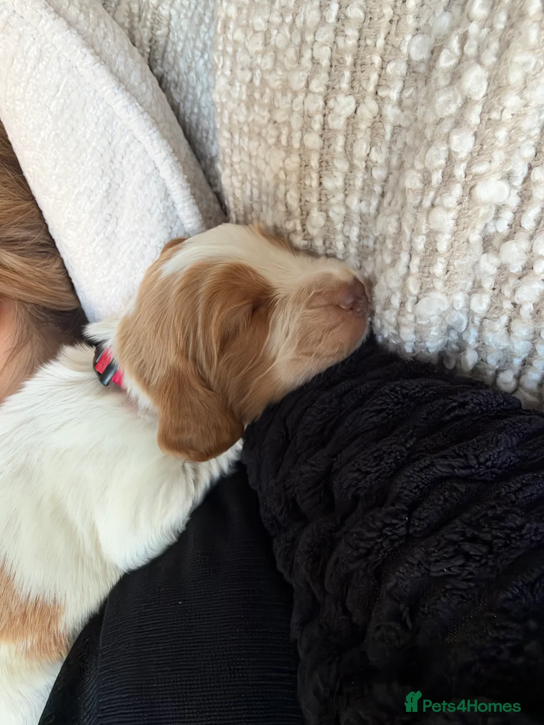 Cocker Spaniel dogs for sale: 🐾❤️ BEAUTIFUL WORKING COCKER SPANIEL PUPPIES ❤️🐾 - Advert 34