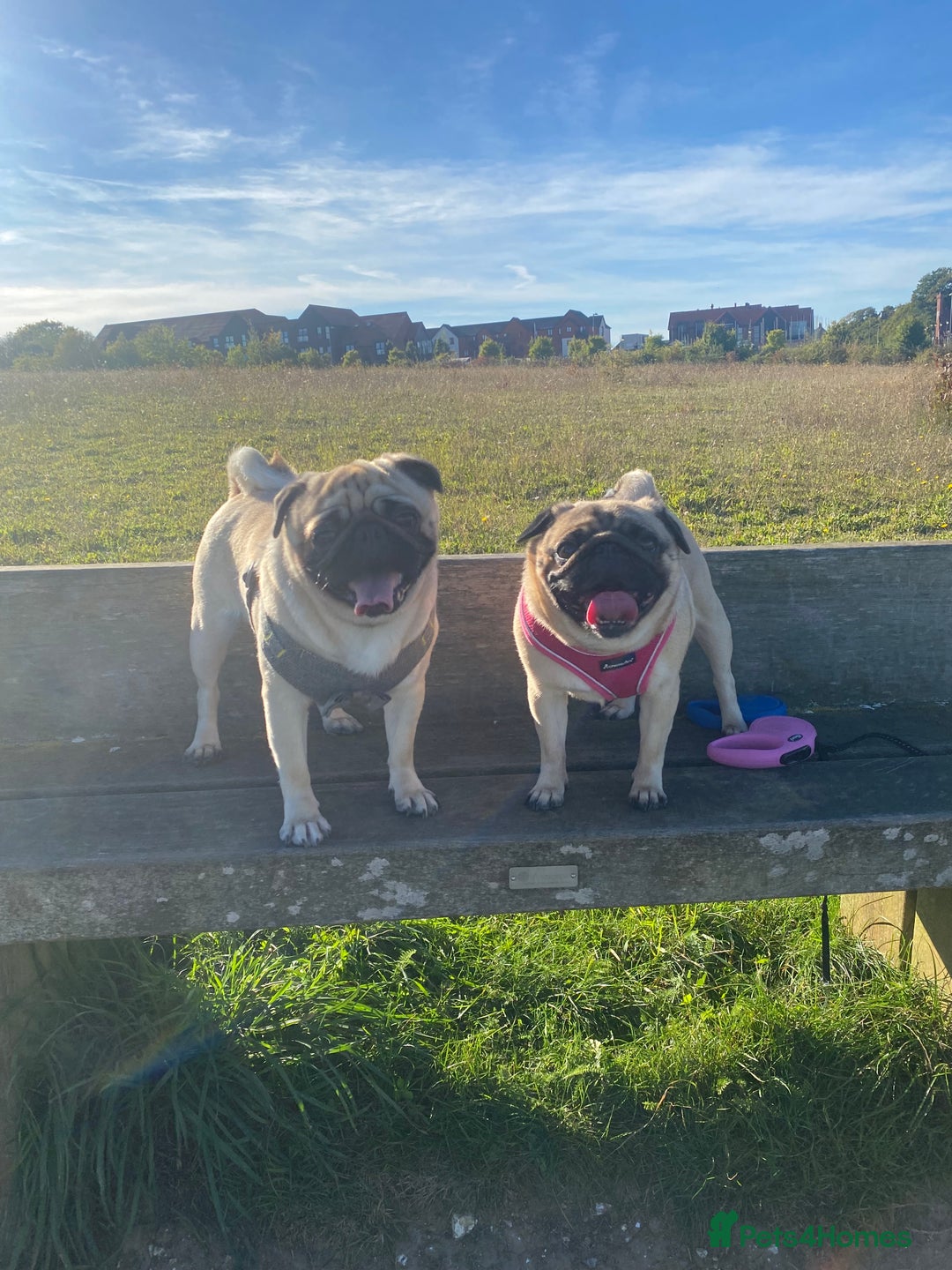 Pug dogs for sale: 🐾 💖Pugs & Kisses Available Here!🐾💖  - Image 7