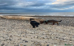 Mixed Breed dogs for sale: Dachshund Cross Pups - Image 10