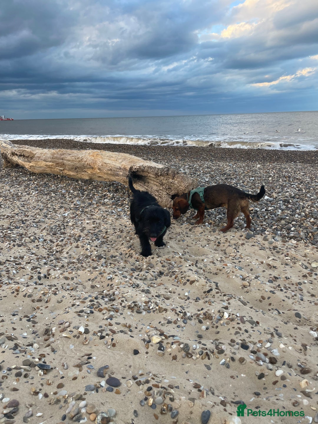 Mixed Breed dogs for sale: Dachshund Cross Pups - Image 10