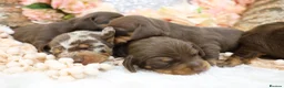 Miniature Dachshund dogs for sale: KC Miniature Dachshund Puppies - Advert 20