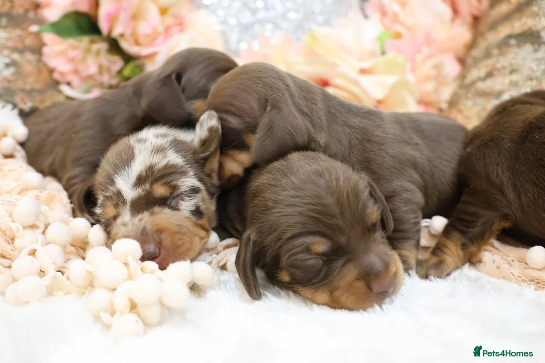 Miniature Dachshund dogs for sale: KC Miniature Dachshund Puppies - Advert 20