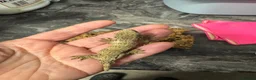 Gecko reptiles for sale: Baby leachanius Gecko available with set up - Advert 3