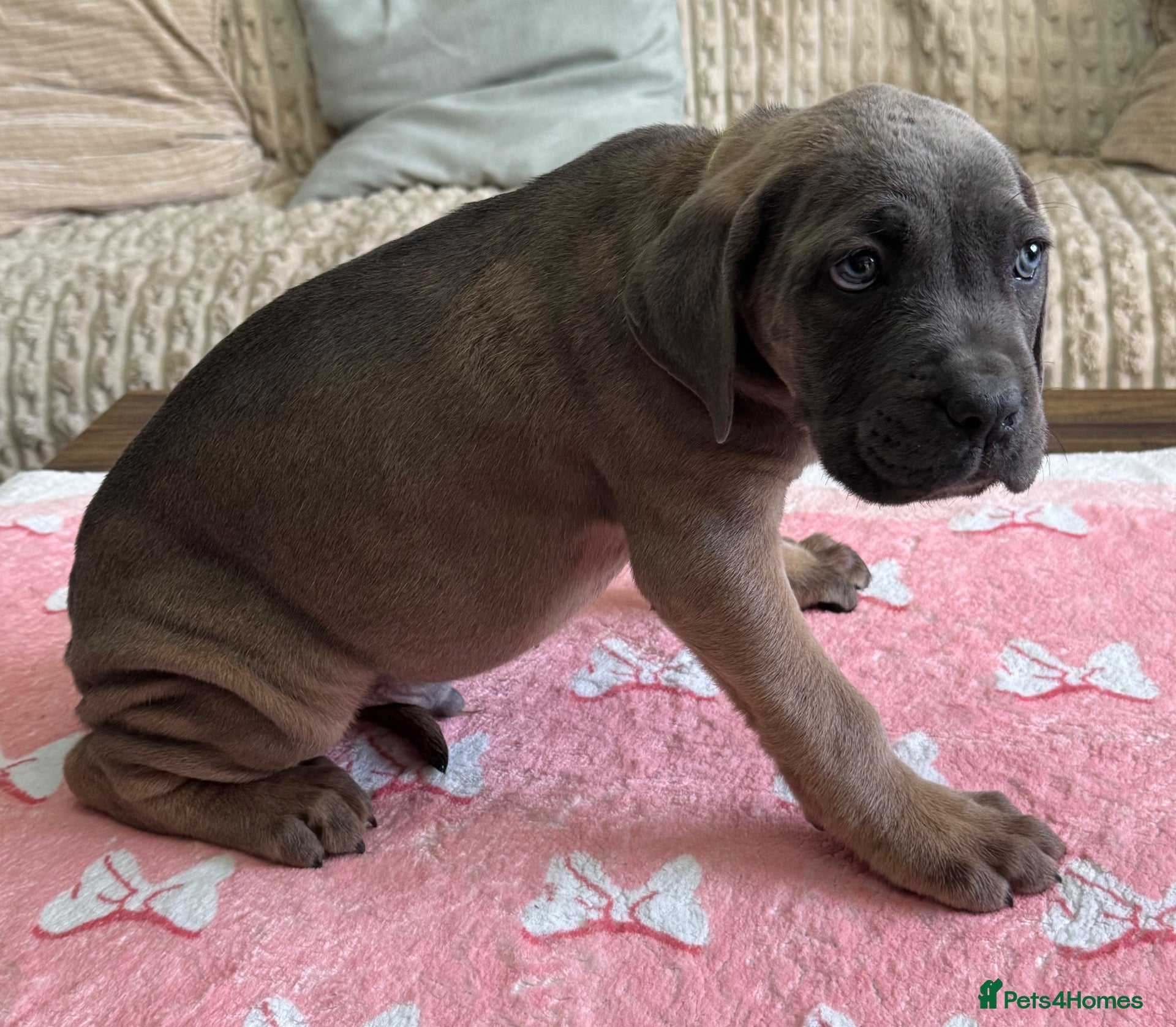 Cane Corso dogs  PREMIUM CHAMPION BLOODLINE CANE CORSO PUPPIES  - Advert 2