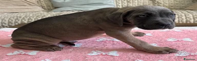 Cane Corso 4