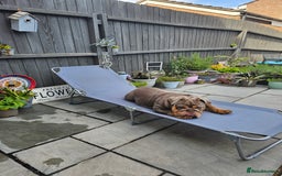 English Bulldog dogs for sale: Handsome House Trained English Bulldog for Sale - Image 4
