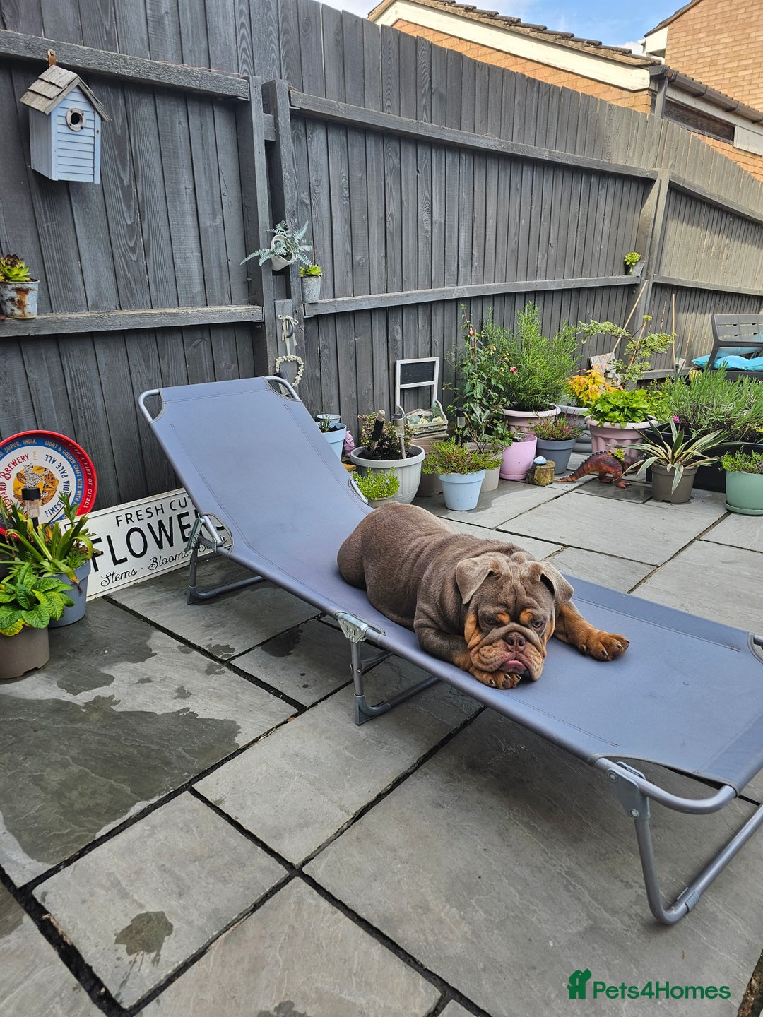 English Bulldog dogs for sale: Handsome House Trained English Bulldog for Sale - Image 4