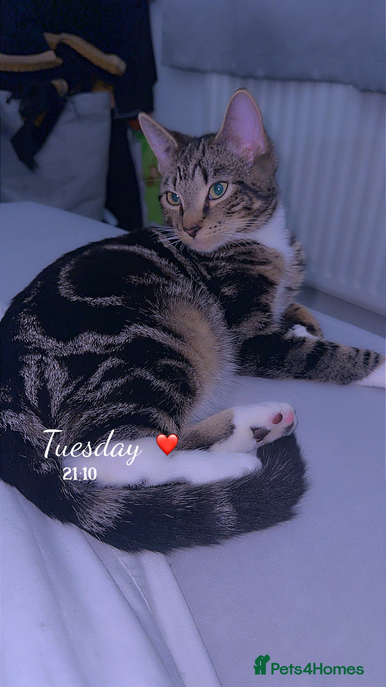 Domestic Shorthair cats Tabby kitten  - Advert 1