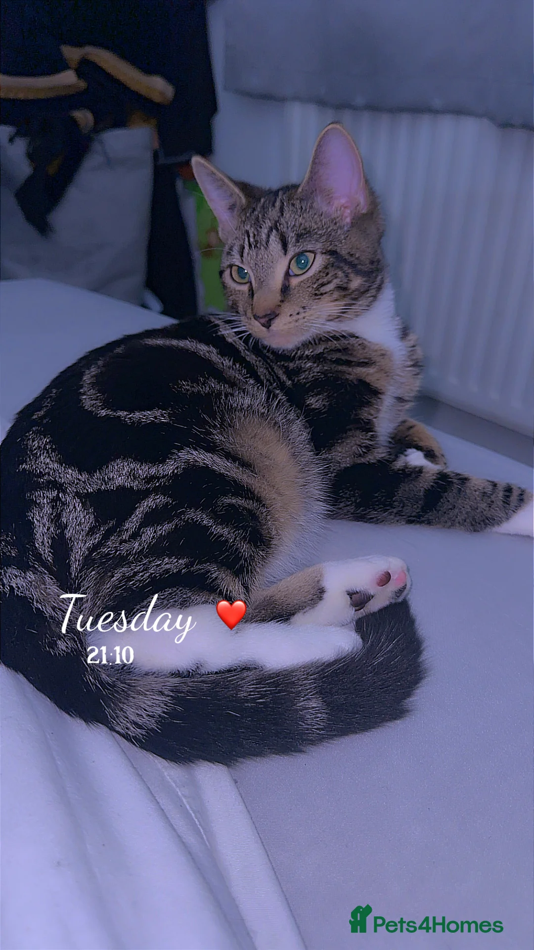 Domestic Shorthair cats for sale: Tabby kitten  - Advert 1