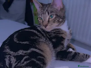 Domestic Shorthair cats Tabby kitten - Advert 1