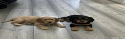 Cocker Spaniel dogs for sale: Cocker Spaniel Puppies  - Advert 4