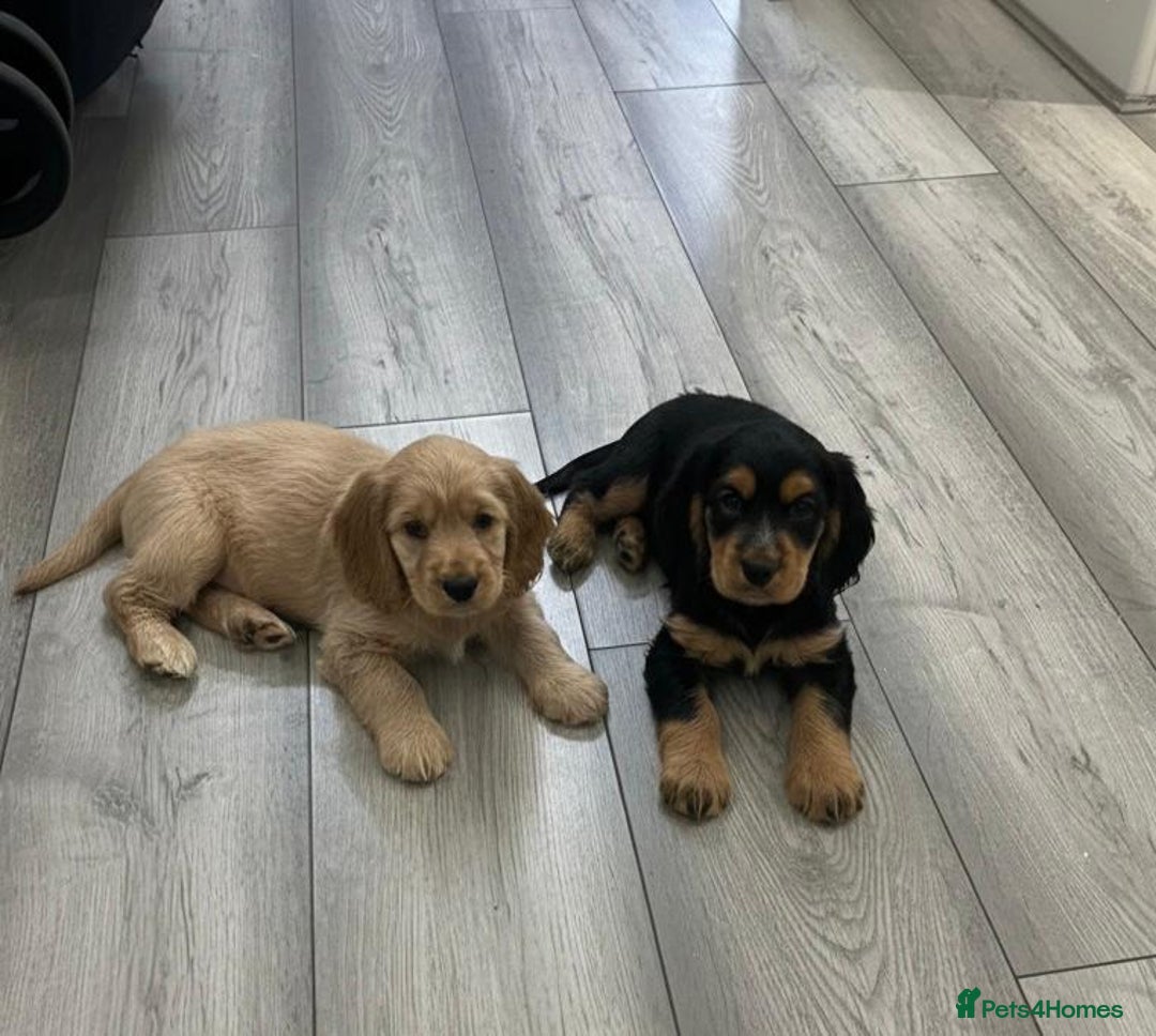 Cocker Spaniel dogs for sale: Cocker Spaniel Puppies  - Advert 4