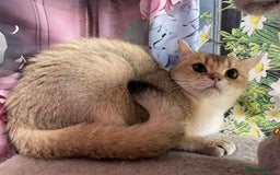 British Shorthair cats for sale: British shorthair FEMALES. Looking for a new homes - Image 4