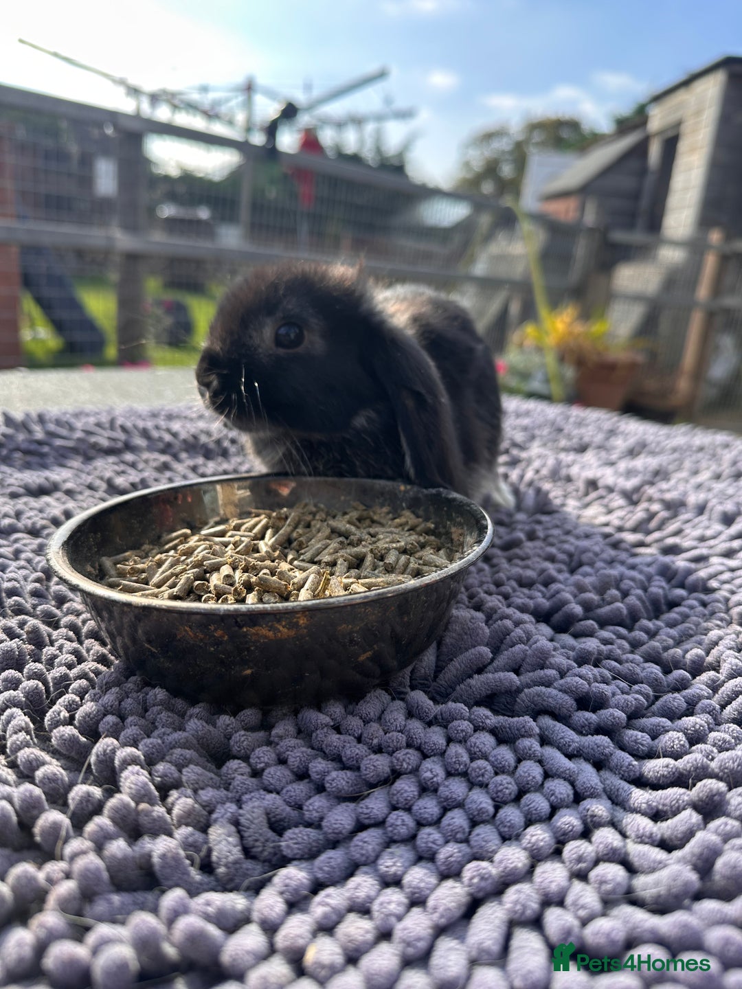Mini Lop rabbits for sale: Female mini lops  - Image 19