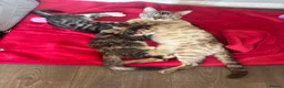 Bengal cats for sale: Beautiful male Bengal kitten  in Sidcup - Advert 2