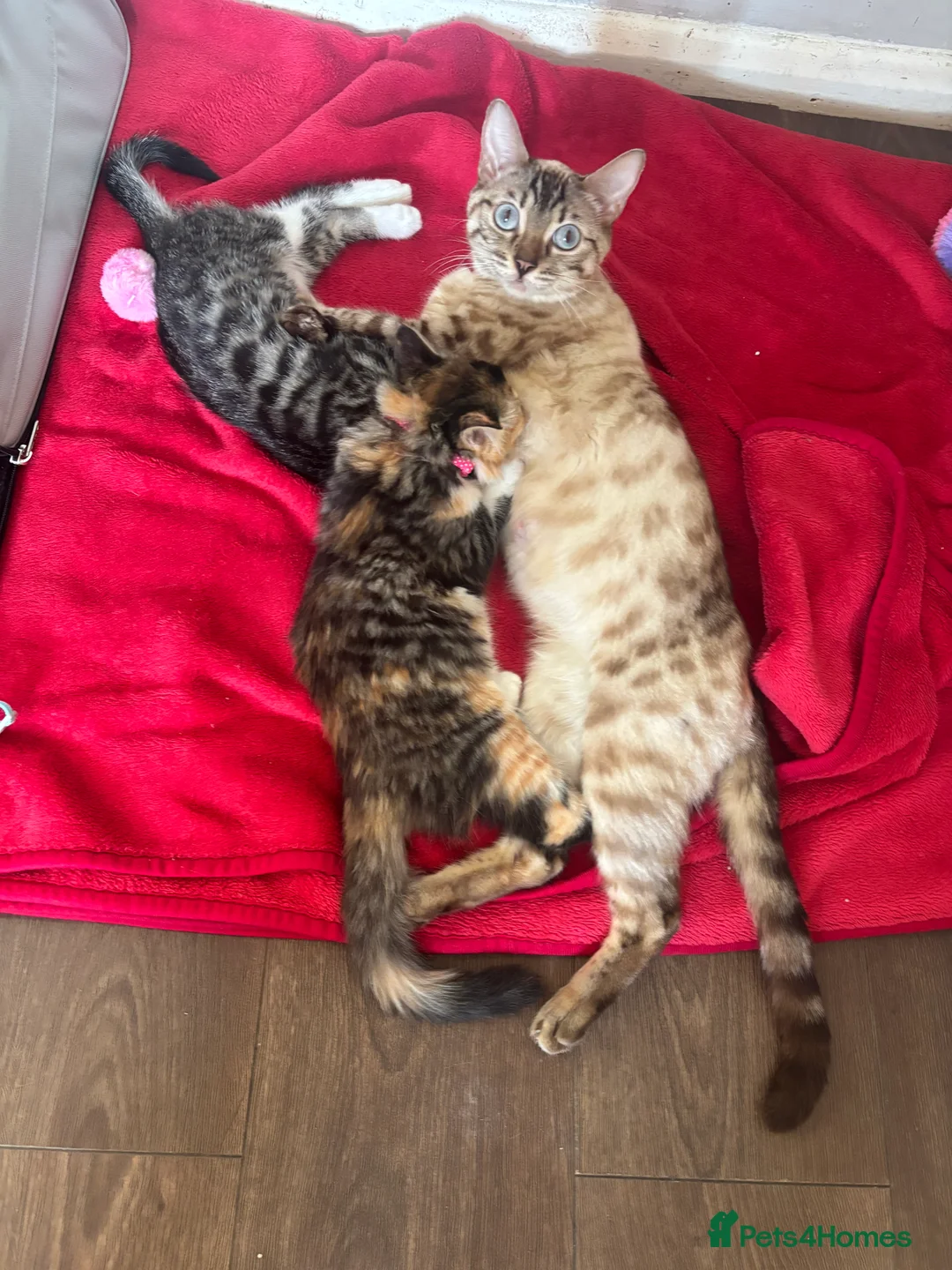 Bengal cats for sale: Beautiful male Bengal kitten  in Sidcup - Advert 2