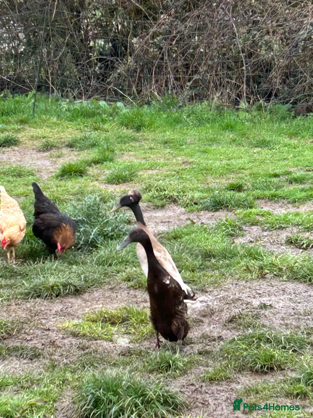 Ducks poultry for sale: Runner Ducklings  - Advert 1