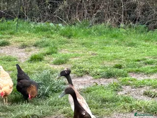 Ducks poultry Runner Ducklings - Advert 14