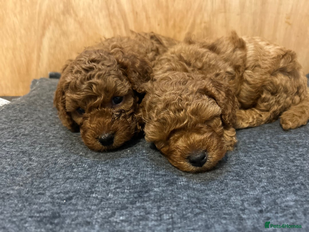 Cavapoo dogs for sale: TOY RED CAVAPOO PUPPIES  - Advert 12