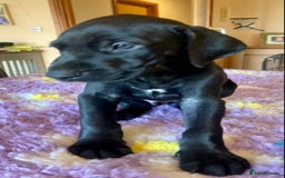 German Shorthaired Pointer dogs for sale: 2 gorgeous boys available  - Image 3