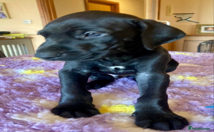 German Shorthaired Pointer dogs - Advert 3