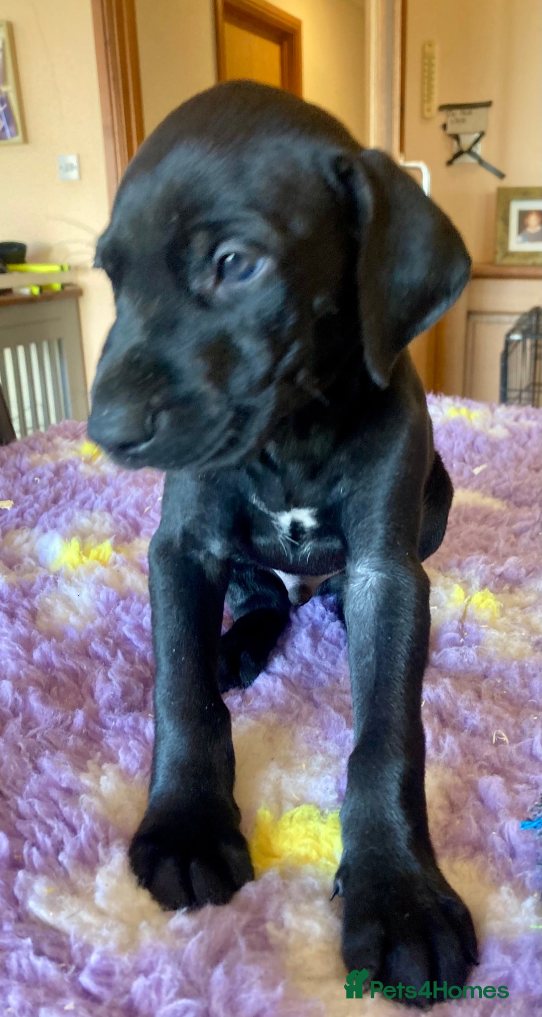German Shorthaired Pointer dogs for sale: 2 gorgeous boys available  - Image 3