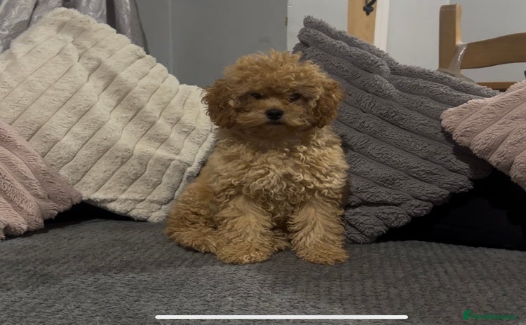 Cavapoochon dogs - Advert 1