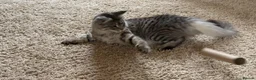 Maine Coon cats for sale: Maine Coon X Silver Tabby F in Aylesbury - Advert 6