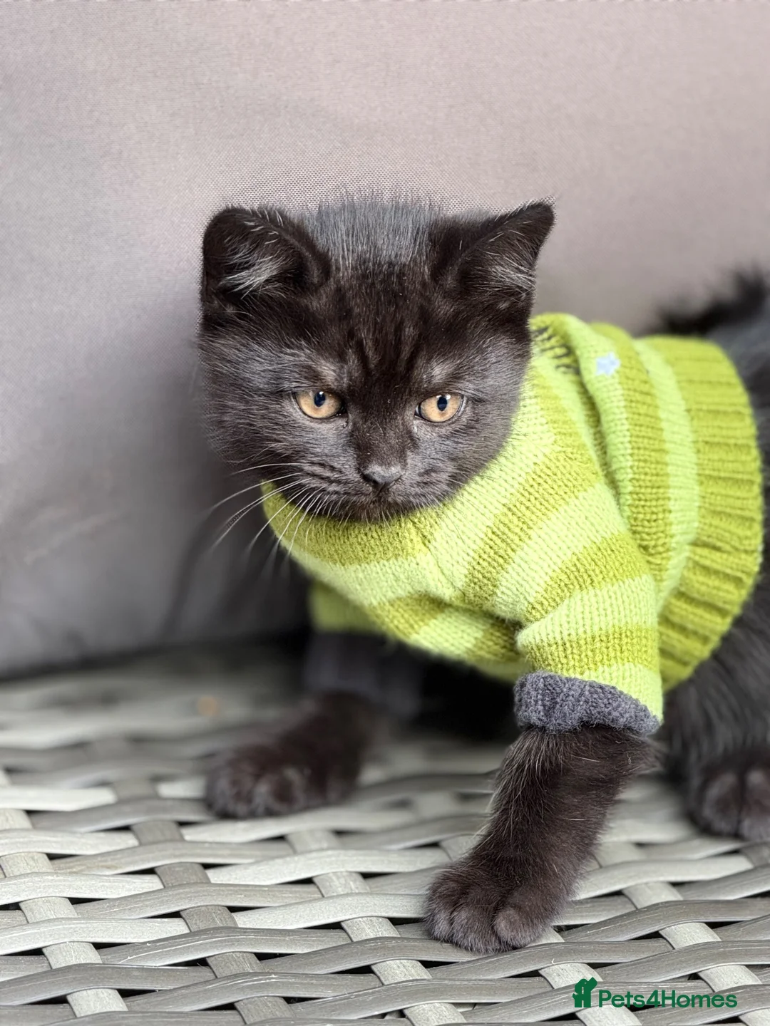 Mixed Breed cats for sale: 3 Adorable Scottish Fold Cross Kittens - Advert 2