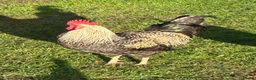 Chickens poultry for sale: Handsome cockerel - Advert 1