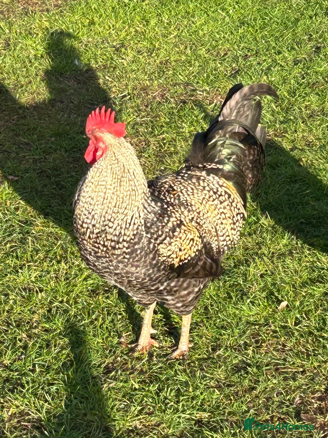 Chickens poultry for sale: Handsome cockerel - Advert 1