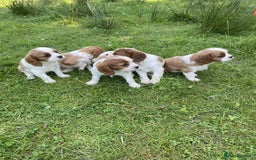 Cavalier King Charles Spaniel dogs for sale: Ready now, cavalier King Charles pups - Image 4