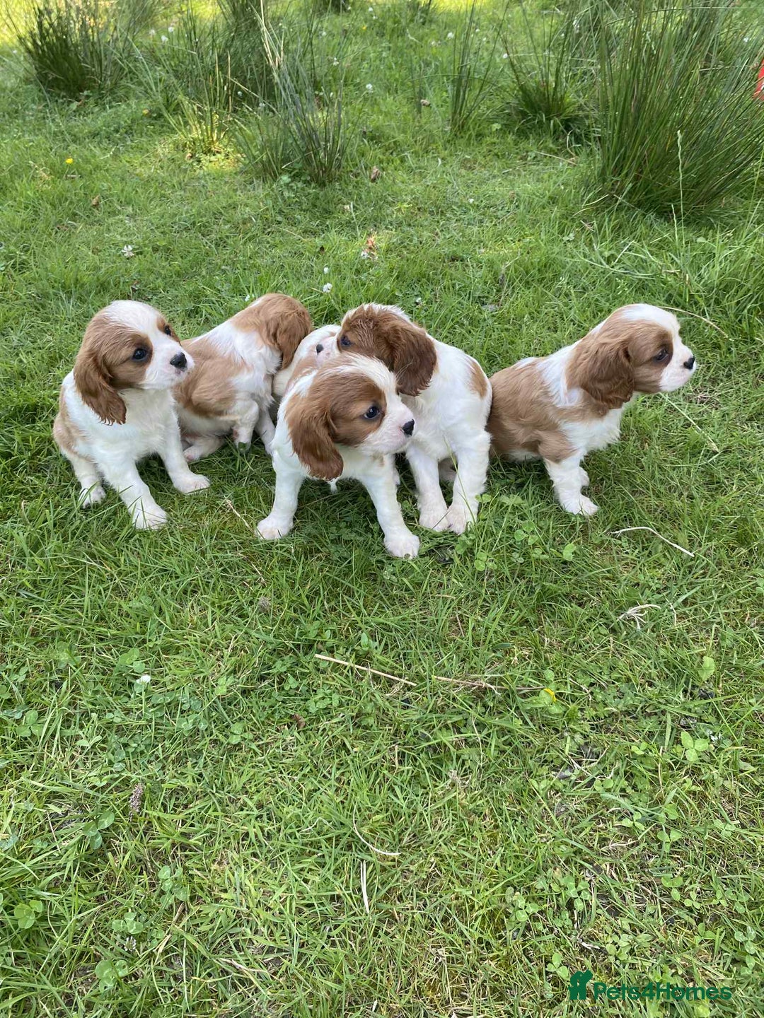 Cavalier King Charles Spaniel dogs for sale: Ready now, cavalier King Charles pups - Image 4
