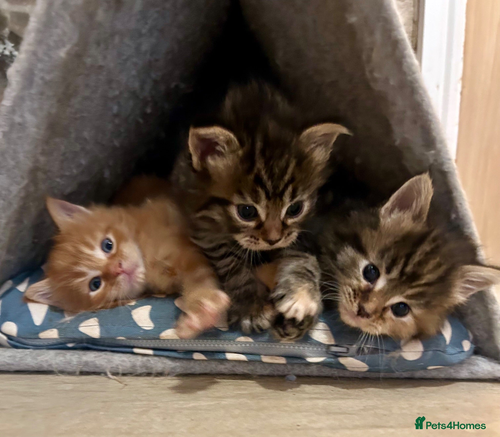 Ragcoon cats Beautiful Ragcoon kittens 🐱  - Advert 1