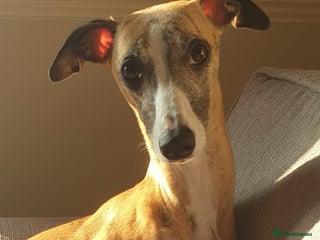 Whippet dogs Beautiful brindle and white trim whippet bitch in Shaftesbury - Advert 7