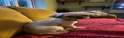 Mixed Breed dogs for sale: Maltipoo x Shihtzu  - Advert 5