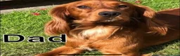 Cocker Spaniel dogs for sale: Cocker spaniel puppies in Doncaster - Advert 22