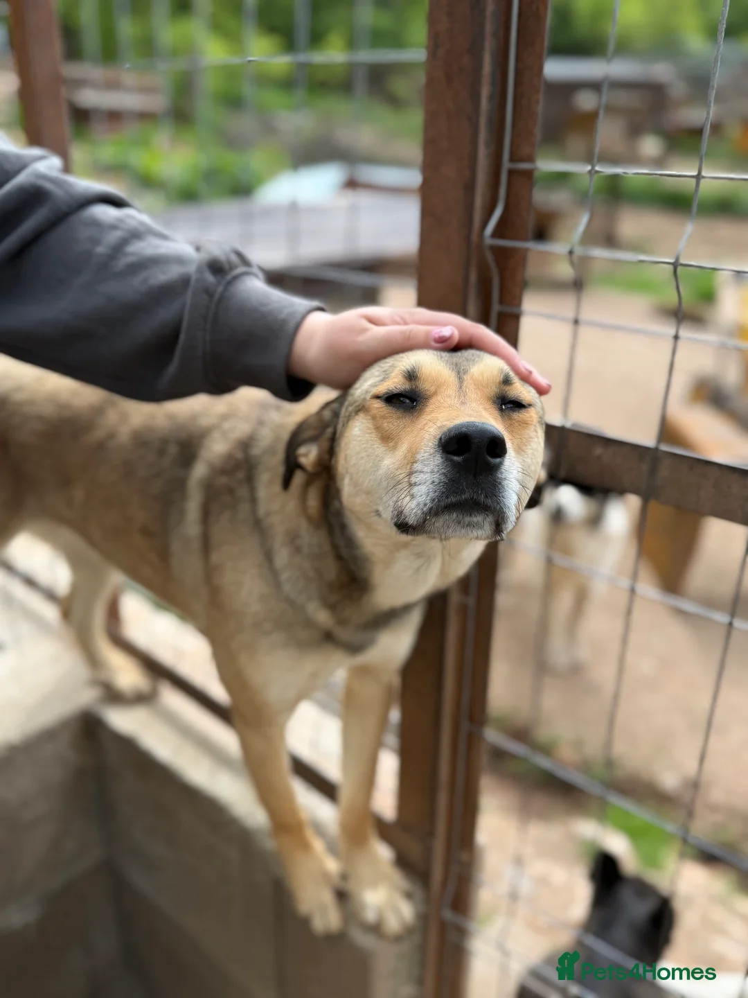 Mixed Breed dogs for adoption: Patty ❤️ - Advert 3