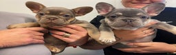 French Bulldog dogs for stud: ISABELLA NEWSHADE AND TAN CREAM CARRIER STUD in Boston - Advert 26