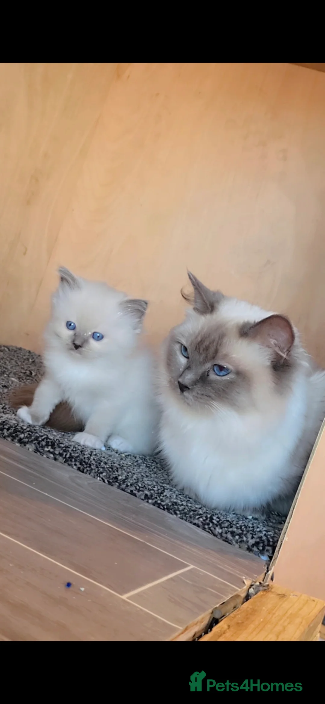 Ragdoll cats for sale: Tica registered Ragdolls - Advert 1
